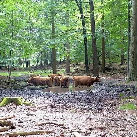 Onder De Rode Beuk 3*