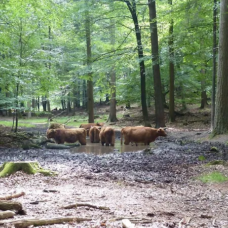 Onder De Rode Beuk Dieren